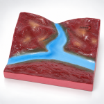 Confluence Model